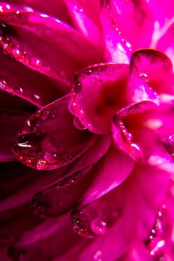 Süper makro su damlaları pembe yıldız çiçeğinin üzerine düşer.