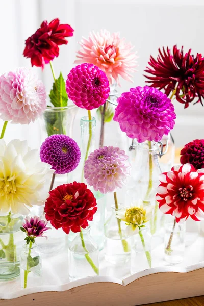 Die wunderbaren Dahlienblüten für jeden Stil — Stockfoto