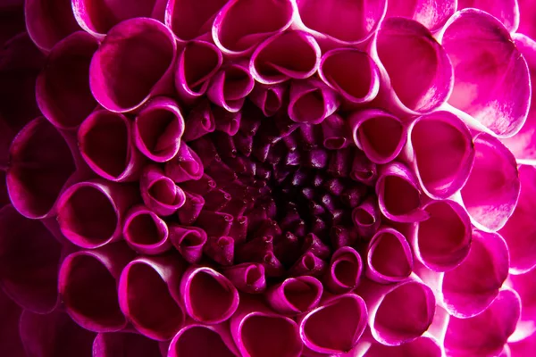 Das Supermakro einer einzigen Dahlienblüte — Stockfoto
