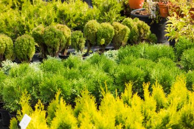 İndirimde olan yeşil bitkilerin yakın çekim çeşitliliği