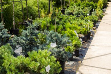 Yerel çiftlikte saksılarda yetişen Noel ağacı