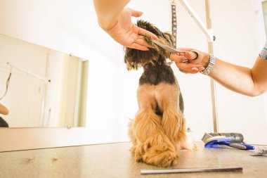 Köpeğini çekici ve şık bir şekilde kuaförde yetiştiriyorsun.