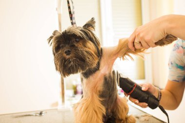 Kadınların elleri elektrikli budayıcı ile Yorkshire teriyer köpeğini tımar ediyor.
