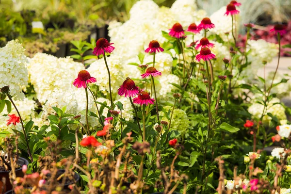 Het kweken van de geneeskrachtige plant Echinacea in een zomerbloembed — Stockfoto