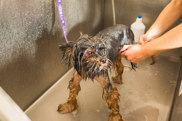Маленькая собака не любит процедуры стирки