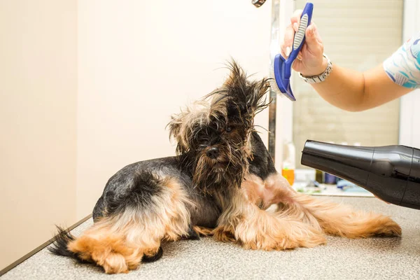 Il terrier di York è infastidito da spazzola di toelettatori — Foto Stock