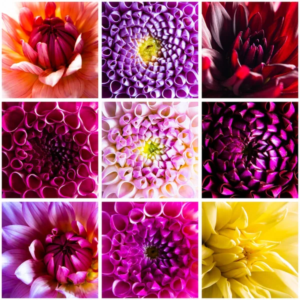 Collage av nio olika dahlia blommor makro — Stockfoto