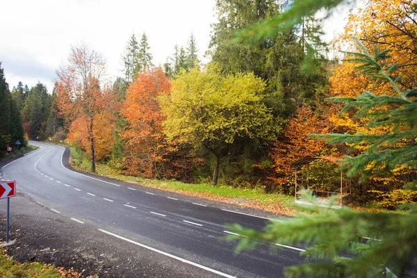 Beautiful fall trees and asphalt road wave, — Stock Photo, Image