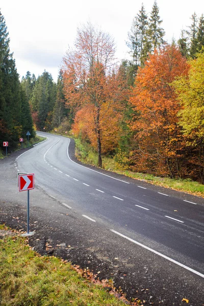 Pine and other trees in the fall and road — Stock Photo, Image