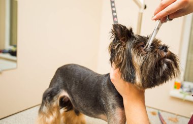 Yorkshire Teriyeri 'nin rahat hayatı için prosedürler