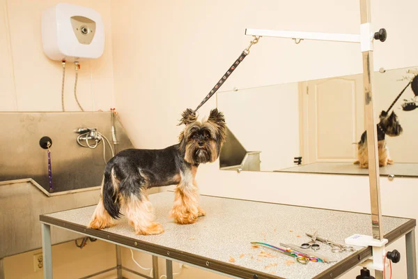 Yorkshire Terrier stands on the table in a beauty salon