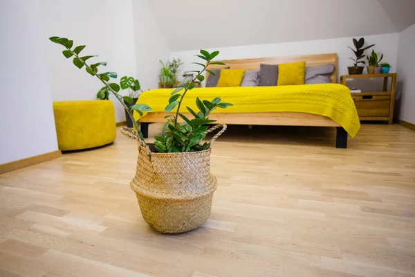 Plantas verdes como parte del diseño del dormitorio —  Fotos de Stock