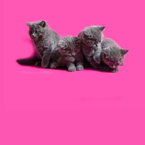 Os gatinhos cinzentos bonitos estão olhando para baixo, sentado no rosa — Fotografia de Stock