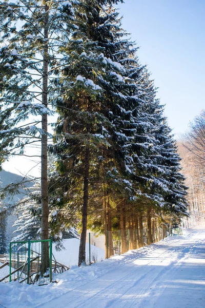 Maravillosa mañana helada de invierno en el campo de montaña — Foto de Stock