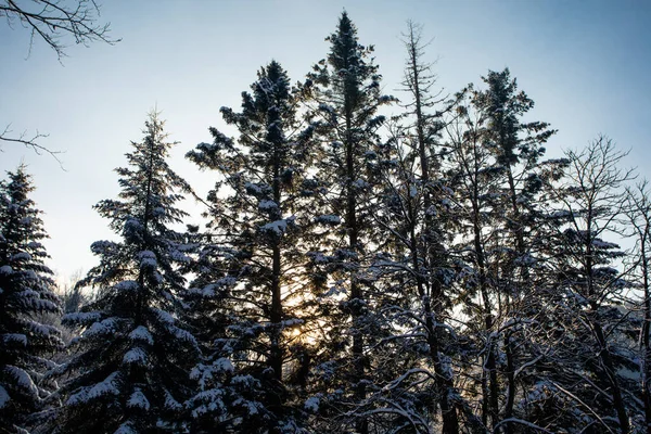 Preciosa luz del sol a través de los árboles mientras días cortos de invierno — Foto de Stock