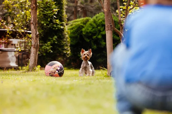 El niño le enseña a su perro a jugar con una pelota —  Fotos de Stock