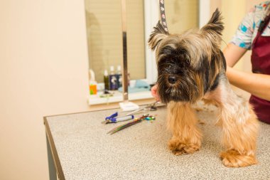 Shaggy Yorkshire Teriyeri kuaförde saç tıraşı oluyor.