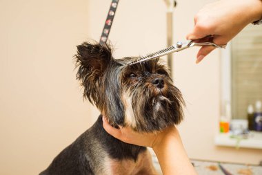 Bir Yorkshire teriyeri için kuaför saç stili yapar.