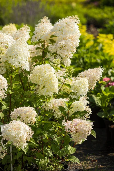 White hydrangeas grow at the garden in summer — Stock Photo, Image