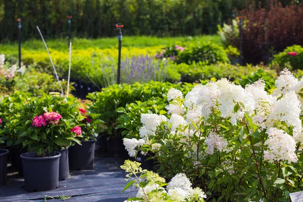 Negozio di piante all'aperto, giardino all'aperto d'estate — Foto Stock