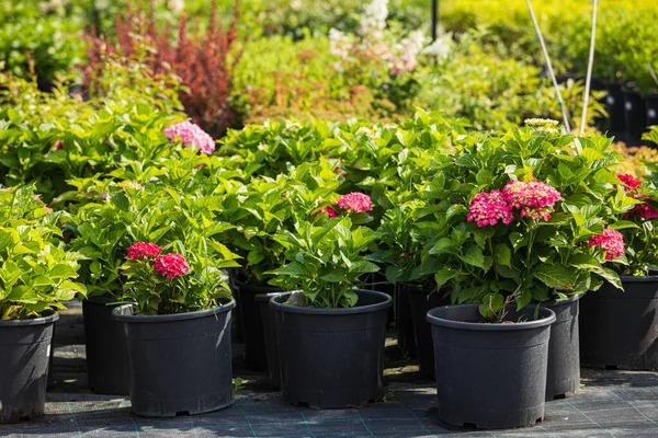 Hortensias variedades y otras plantas en la floristería —  Fotos de Stock