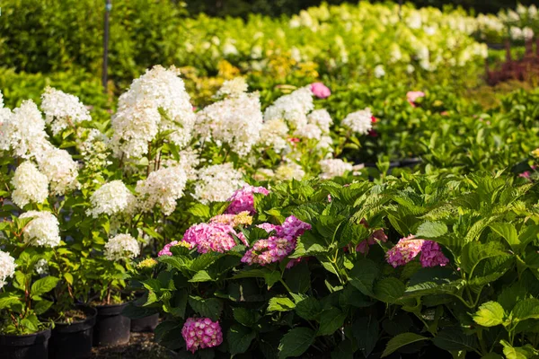 Hortensias variedades en la florería al aire libre —  Fotos de Stock