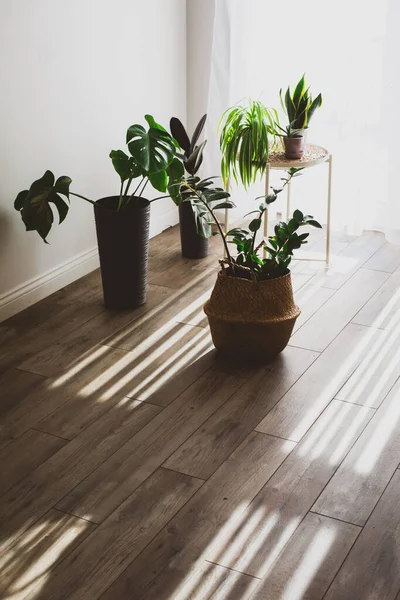 Plante d'intérieur dans des pots dans le cadre du design scandinave — Photo