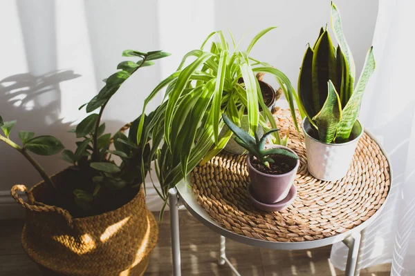 スカンディナヴィアのデザインの一環として鉢物の家の植物 — ストック写真