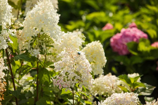 Close up white hydrangeas garden at the garden — Stock Photo, Image
