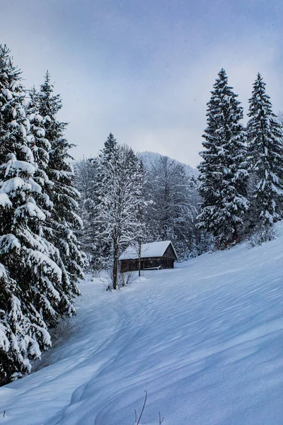 La antigua casa de madera en el bosque nevado —  Fotos de Stock