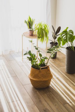 İskandinav tasarımının bir parçası olarak saksılarda saksı bitkisi