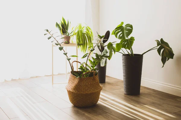 Planta de Zamioculcas en el cesto wiker — Foto de Stock