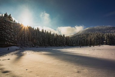 Dağlarda karla kaplı çam ağaçları