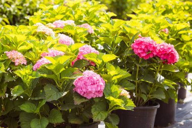 Harika ortancalar satılık tencerelerde