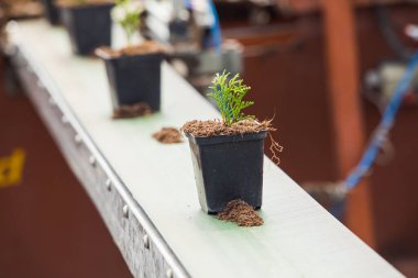 Birçok fidan dışarıda dikilmek için bekliyor.