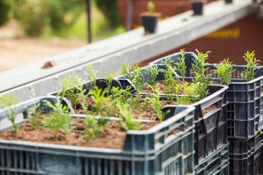 Birçok fidan dışarıda dikilmek için bekliyor.