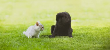 Siyah labrador köpek yavrusu yeşil çimlerin üzerinde gri kedi yavrusuyla oynuyor.