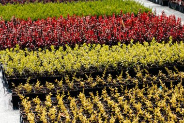 Çevre dostu çiftlikte satılık bitkiler yetiştirmek