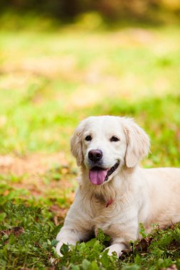 Mutlu Golden Retriever arka bahçede yatıyor.