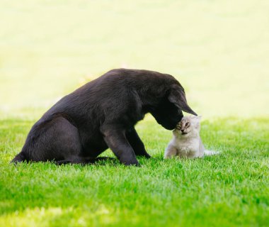 Siyah labrador köpek yavrusu yeşil çimlerin üzerinde gri kedi yavrusuyla oynuyor.