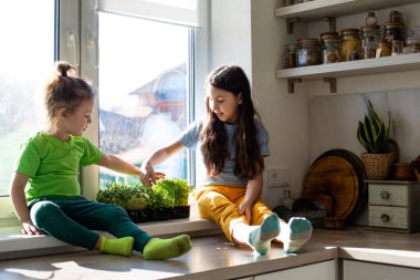 Kardeşler mutfakta mikro sebze yer, taze malzemeler.