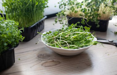 Sabahları mutfakta doğranmış mikroyeşillikler.