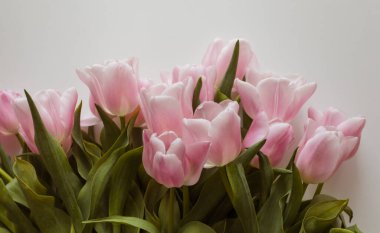 Beyaz arka planda pembe laleler var.