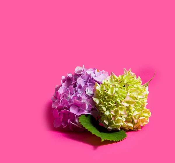 Hermosas hortensias en colores pastel en el fondo rosa —  Fotos de Stock