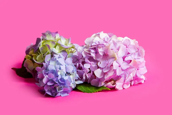 Belles hortensias aux couleurs pastel au fond rose — Photo