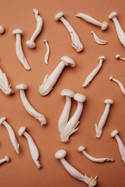 Shimeji mantarı ya da kahverengi arka planda beyaz kayın mantarı..