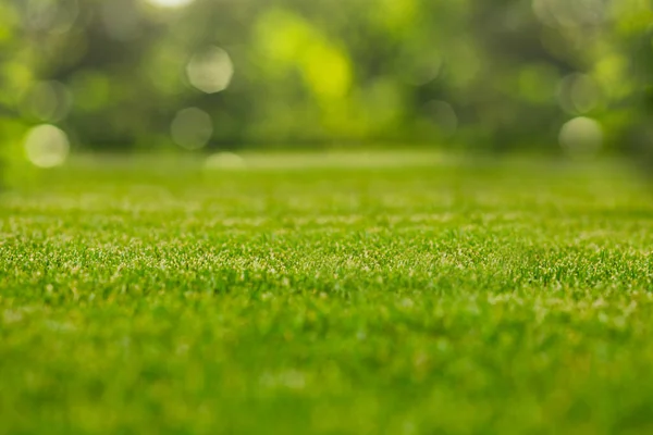 선택적 인 초점을 둔 푸른 잔디의 자연적 배경 — 스톡 사진