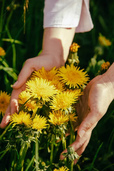 The woman collects dandelion for medicinal purposes — Stock Photo, Image
