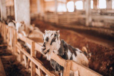 Ahırda siyah beyaz keçi