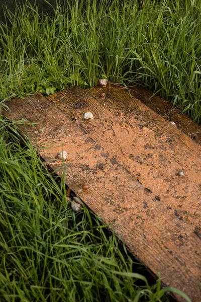 Wooden plank with grape snail farm for restaurants — Stock Photo, Image